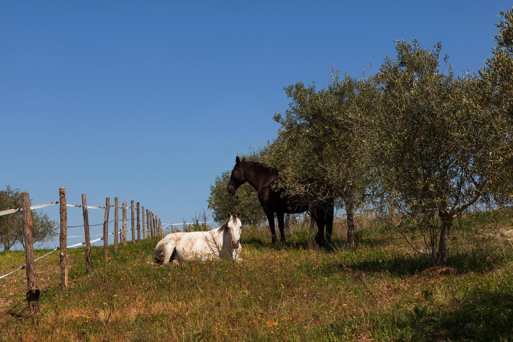 Agriturismo La Collina Pienza Exterior photo